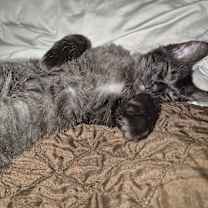 Thumbnail photo of Bear #2