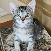 Thumbnail photo of Weeble - CP #1