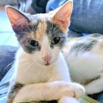 Thumbnail photo of Penny #2