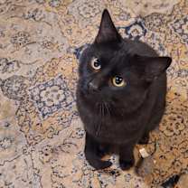 Thumbnail photo of Midnight #1