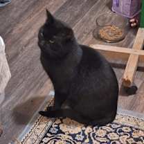 Thumbnail photo of Midnight #3