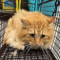 Thumbnail photo of Nacho UC1225-24 #2