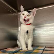 Thumbnail photo of Nessa #1