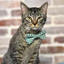 Thumbnail photo of Radio (Bentwater Litter) #1