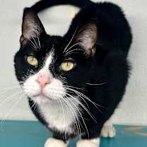 Thumbnail photo of Scrabble #1