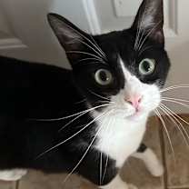 Thumbnail photo of Tux (Jamie’s) #1