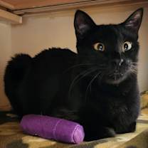 Thumbnail photo of Midnight (Stephanie’s Litter) #1