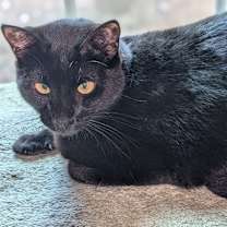 Thumbnail photo of Midnight (Stephanie’s Litter) #2