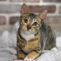 Thumbnail photo of Carolyn (Anna’s Litter) #2