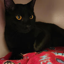 Thumbnail photo of Rocket (Stephanie‘s litter) #3