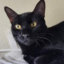 Thumbnail photo of Dash (Stephanie‘s litter) #3