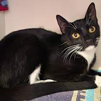 Thumbnail photo of Ladybug (Stephanie‘s litter) #3