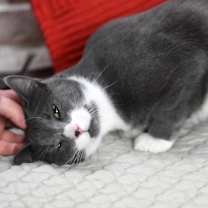 Thumbnail photo of Miso (Sweet and Savory Duo) #3