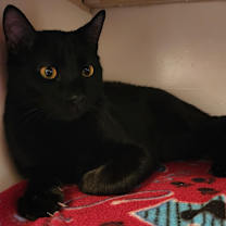 Thumbnail photo of Rocket (Stephanie‘s litter) #4