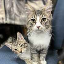 Thumbnail photo of Ramone and Bart #1