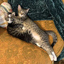 Thumbnail photo of Ramone and Bart #2