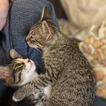 Thumbnail photo of Ramone and Bart #3