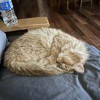 Thumbnail photo of Rosie #3