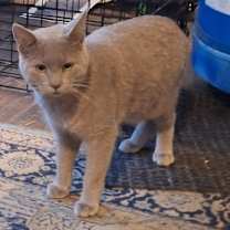 Thumbnail photo of Silver Shadow #1