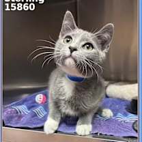 Thumbnail photo of STERLING #2