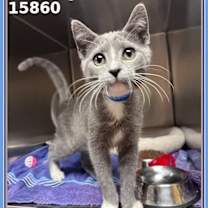 Thumbnail photo of STERLING #3