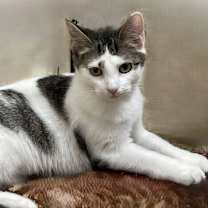 Thumbnail photo of Duma #1