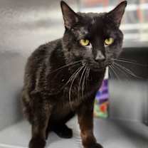 Thumbnail photo of *Big Foot #2