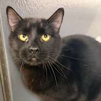 Thumbnail photo of *Big Foot #4