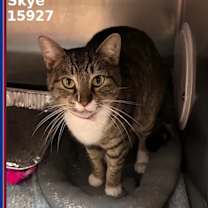 Thumbnail photo of SKYE #1