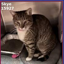 Thumbnail photo of SKYE #3