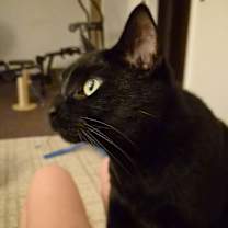 Thumbnail photo of Electra #1