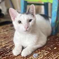 Thumbnail photo of Kalahari (and Kiboko) #4