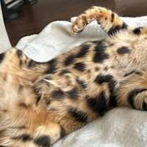 Thumbnail photo of Ozzie #3