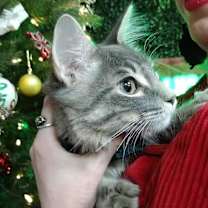 Thumbnail photo of Joey #2