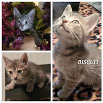 Thumbnail photo of Biscuit - CP #1
