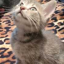 Thumbnail photo of Biscuit - CP #2