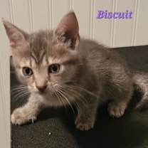 Thumbnail photo of Biscuit - CP #3