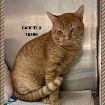 Thumbnail photo of GARFIELD #2