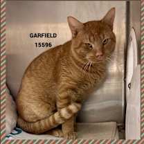 Thumbnail photo of GARFIELD #4