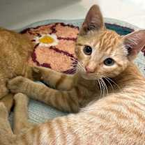 Thumbnail photo of Tengen #1