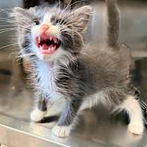 Thumbnail photo of Bushwick #3