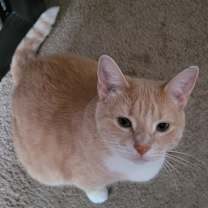 Thumbnail photo of Penny #4