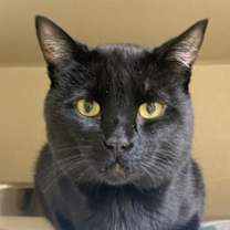 Thumbnail photo of Lebron #1