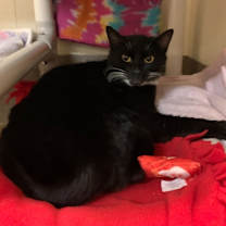 Thumbnail photo of Winston #3