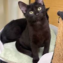 Thumbnail photo of Mabel #1