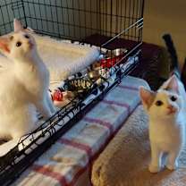 Thumbnail photo of Farrah #3