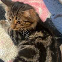 Thumbnail photo of Mari #2