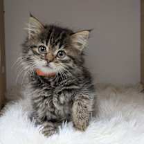 Thumbnail photo of Mari #3