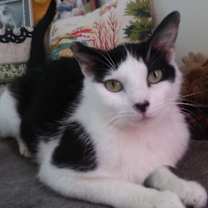 Thumbnail photo of Molly #1