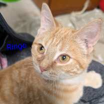 Thumbnail photo of Ringo #1